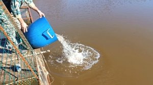 Forest Fishing 30.09.25