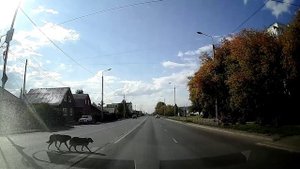 Умные собаки постоянно тут переходят