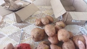 Сорта картофель Лапоть розовый, Ермак улучшенный, Кармен, Американка ( Ранняя Роза) купила эти семен