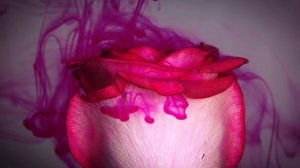 Розовая роза Ястребова