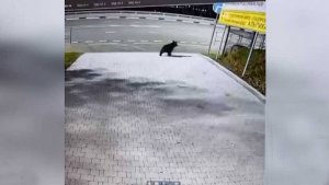 На горнолыжные курорты Сочи продолжают приходить медведи