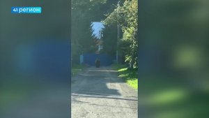 НОВЫЙ ПРОЕКТ «41 РЕГИОНА»: «МИШКИНЫ ПРАВИЛА» О ПОВЕДЕНИИ ПРИ ВСТРЕЧЕ С МЕДВЕДЕМ • НОВОСТИ КАМЧАТКИ