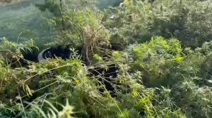 Правоохранительные органы обнаружили плантацию конопли во Владивостоке. Возбуждено уголовное дело