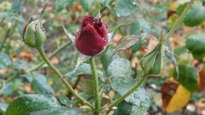 29=09=2025  ПВН  КМР . ОСЕНЬ .ДОЖДЬ.  MP4 (114)