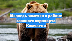 Медведь замечен в районе главного аэропорта Камчатки