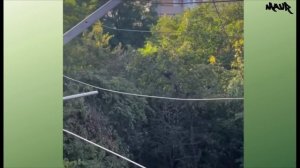 1 КАДР НА МИЛЛИОН: Смешные животные, которые устроили настоящее шоу 😂