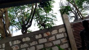 "Наша" кошка по имени Пискля залезла на крышу и не может слезть!На завтраке утром!