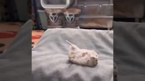 Мужик сломал ногу, а его хомяк улёгся рядом в такой же позе — так пушистый грызун выразил свою по...