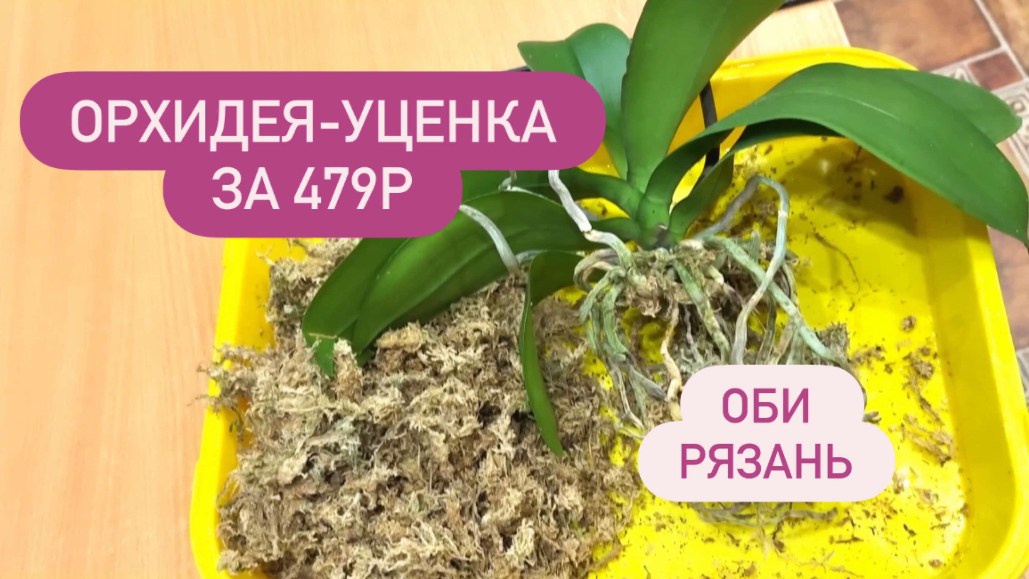 🟢ОРХИДЕЯ-УЦЕНКА за 479р изОБИ #обработкаорхидеи #уценкараспродажа #распродажаорхидей #оброзорхидей