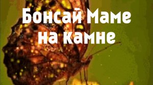Бонсай маме на камне