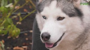 В Самаре в парке Щорса появилась площадка для выгула собак