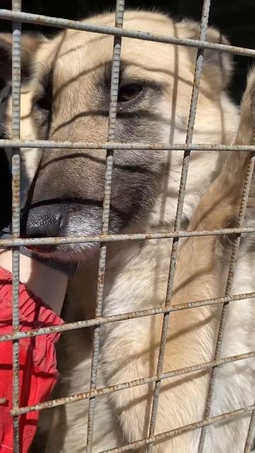 Почти ДВА ГОДА это милое создание живет в приюте и мечтает найти дом и добрые ручк