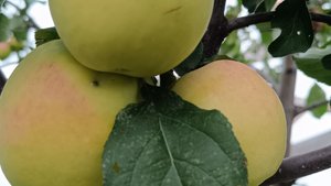 Что я держала в тайне.Главный план на лето выполнен. Саяногорск Хакасия