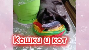 СПЯЩИЕ КОШКИ.