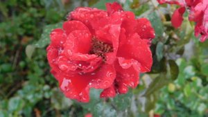 29=09=2025  ПВН  КМР . ОСЕНЬ .ДОЖДЬ.  MP4 (43)