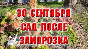 30 сентября. Что у меня в саду после первого заморозка?