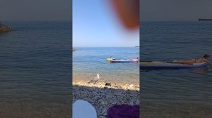 Чайка на отдыхе