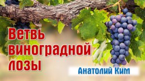 Ветвь виноградной лозы || пастор Анатолий Ким