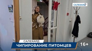 Порядка 17 тысяч питомцев чипировали на Ямале за два года