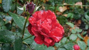 29=09=2025  ПВН  КМР . ОСЕНЬ .ДОЖДЬ.  MP4 (135)