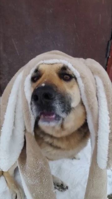 Пающая собачка. смотреть онлайн