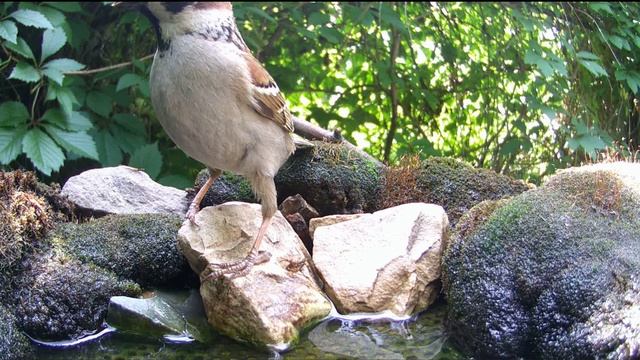 Птицы на поилке / Фотоловушка в лесу