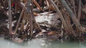 Филиппины. Мангровые заросли