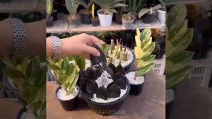 🌻 Заведите себе комнатные цветы. Это «лёгкие» вашей квартиры, которые и воздух очищают, и жилье ...