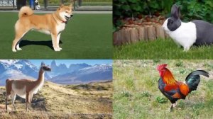 Детский развивающий мультфильм: учим названия и звуки животных.