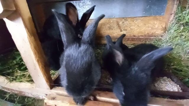 Кушаем овсянку. 🐇