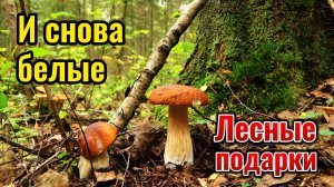 Снова иду в лес за грибами. Опять только белые.