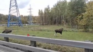 🫎Сразу несколько лосей заметили возле МКАД — животные гуляют близко к трассе🫎
