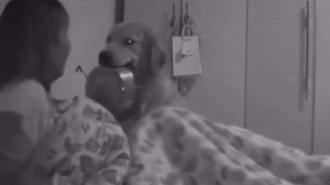 собака хочет есть ночью