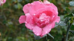 29=09=2025  ПВН  КМР . ОСЕНЬ .ДОЖДЬ.  MP4 (98)