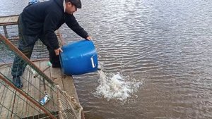 Forest Fishing 29.09.25