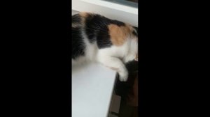 Кошки роняют яблоки.Игривые кошки