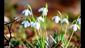 Я слова улыюкой окантую (Suno AI)