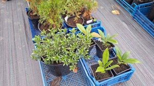 кедровые сосны сибирские #состояние