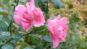 29=09=2025  ПВН  КМР . ОСЕНЬ .ДОЖДЬ.  MP4 (88)