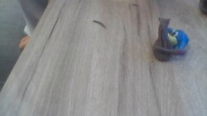 симфония кар карыча в сокращении из серии "Наказуха"