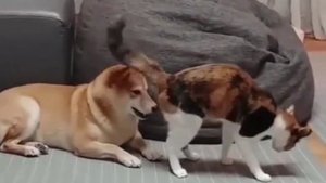 Кот 360 градусов