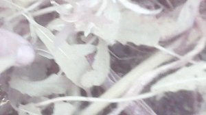 Обзор естесственого тыквенного укоренения