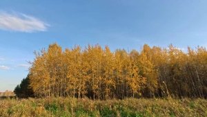 Лес, Осень, Облака, Омская Область, 3 часа записи за 37 сек. Таймлапс (Timelapse).