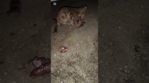 Спасла котят от степных собак, одного поранили