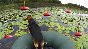 ЭТИ ЩУКИ АТАКУЮТ МОИ КРУЖКИ... ПРЯМО ИЗ ЗАРОСЛЕЙ КУВШИНОК.