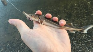 РУССКАЯ РЫБАЛКА 4 АМУРИЩЕ( НО НЕ ТРОФ