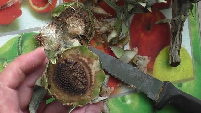 Пробую плоды артишока