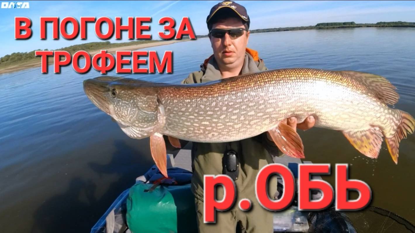 В погоне за трофеями. Сентябрь, р.Обь. 