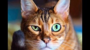 Cat's i love you cat's