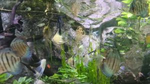 Приморский океанариум. Владивосток. остров Русский.